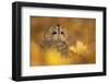 Tawny owl (Strix aluco), among autumn foliage, United Kingdom, Europe-Kyle Moore-Framed Photographic Print