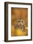 Tawny owl (Strix aluco), among autumn foliage, United Kingdom, Europe-Kyle Moore-Framed Photographic Print