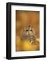 Tawny owl (Strix aluco), among autumn foliage, United Kingdom, Europe-Kyle Moore-Framed Photographic Print