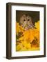 Tawny owl (Strix aluco), among autumn foliage, United Kingdom, Europe-Kyle Moore-Framed Photographic Print