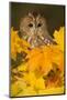 Tawny owl (Strix aluco), among autumn foliage, United Kingdom, Europe-Kyle Moore-Mounted Photographic Print