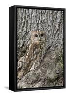 Tawny Owl (Strix Aluco), Captive, Camouflaged on Tree, United Kingdom, Europe-Ann and Steve Toon-Framed Stretched Canvas