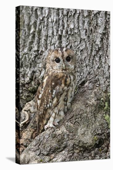 Tawny Owl (Strix Aluco), Captive, Camouflaged on Tree, United Kingdom, Europe-Ann and Steve Toon-Stretched Canvas