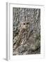 Tawny Owl (Strix Aluco), Captive, Camouflaged on Tree, United Kingdom, Europe-Ann and Steve Toon-Framed Photographic Print