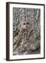 Tawny Owl (Strix Aluco), Captive, Camouflaged on Tree, United Kingdom, Europe-Ann and Steve Toon-Framed Photographic Print