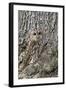 Tawny Owl (Strix Aluco), Captive, Camouflaged on Tree, United Kingdom, Europe-Ann and Steve Toon-Framed Photographic Print