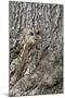 Tawny Owl (Strix Aluco), Captive, Camouflaged on Tree, United Kingdom, Europe-Ann and Steve Toon-Mounted Photographic Print