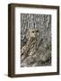 Tawny Owl (Strix Aluco), Captive, Camouflaged on Tree, United Kingdom, Europe-Ann and Steve Toon-Framed Photographic Print