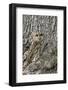 Tawny Owl (Strix Aluco), Captive, Camouflaged on Tree, United Kingdom, Europe-Ann and Steve Toon-Framed Photographic Print