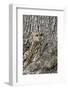 Tawny Owl (Strix Aluco), Captive, Camouflaged on Tree, United Kingdom, Europe-Ann and Steve Toon-Framed Photographic Print