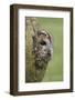 Tawny owl (Strix aluco), captive, Cumbria, England, United Kingdom, Europe-Ann and Steve Toon-Framed Photographic Print