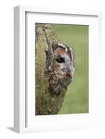 Tawny owl (Strix aluco), captive, Cumbria, England, United Kingdom, Europe-Ann and Steve Toon-Framed Photographic Print