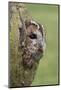 Tawny owl (Strix aluco), captive, Cumbria, England, United Kingdom, Europe-Ann and Steve Toon-Mounted Photographic Print