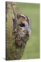 Tawny owl (Strix aluco), captive, Cumbria, England, United Kingdom, Europe-Ann and Steve Toon-Stretched Canvas