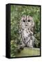 Tawny Owl (Strix Aluco), Captive, United Kingdom, Europe-Ann and Steve Toon-Framed Stretched Canvas