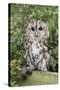 Tawny Owl (Strix Aluco), Captive, United Kingdom, Europe-Ann and Steve Toon-Stretched Canvas