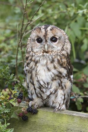https://imgc.allpostersimages.com/img/posters/tawny-owl-strix-aluco-captive-united-kingdom-europe_u-L-PNPOUH0.jpg?artPerspective=n