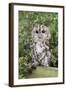 Tawny Owl (Strix Aluco), Captive, United Kingdom, Europe-Ann and Steve Toon-Framed Photographic Print