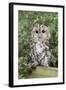 Tawny Owl (Strix Aluco), Captive, United Kingdom, Europe-Ann and Steve Toon-Framed Photographic Print