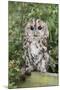 Tawny Owl (Strix Aluco), Captive, United Kingdom, Europe-Ann and Steve Toon-Mounted Photographic Print