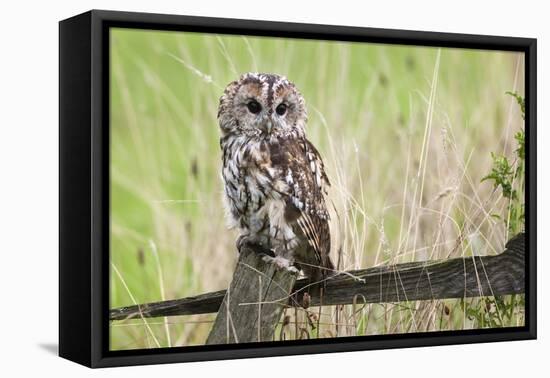 Tawny Owl (Strix Aluco), Captive, United Kingdom, Europe-Ann and Steve Toon-Framed Stretched Canvas