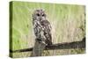 Tawny Owl (Strix Aluco), Captive, United Kingdom, Europe-Ann and Steve Toon-Stretched Canvas