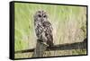 Tawny Owl (Strix Aluco), Captive, United Kingdom, Europe-Ann and Steve Toon-Framed Stretched Canvas