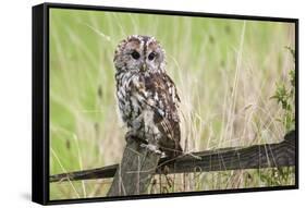 Tawny Owl (Strix Aluco), Captive, United Kingdom, Europe-Ann and Steve Toon-Framed Stretched Canvas