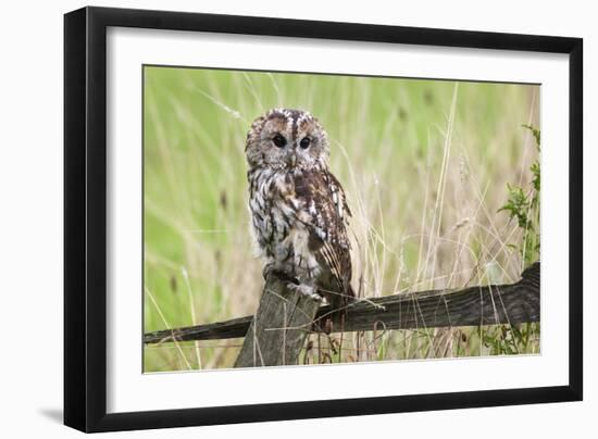 Tawny Owl (Strix Aluco), Captive, United Kingdom, Europe-Ann and Steve Toon-Framed Photographic Print