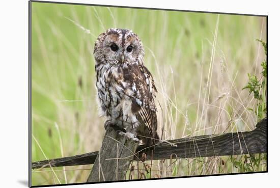 Tawny Owl (Strix Aluco), Captive, United Kingdom, Europe-Ann and Steve Toon-Mounted Photographic Print