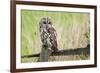 Tawny Owl (Strix Aluco), Captive, United Kingdom, Europe-Ann and Steve Toon-Framed Photographic Print