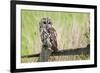 Tawny Owl (Strix Aluco), Captive, United Kingdom, Europe-Ann and Steve Toon-Framed Photographic Print