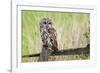 Tawny Owl (Strix Aluco), Captive, United Kingdom, Europe-Ann and Steve Toon-Framed Photographic Print