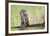 Tawny Owl (Strix Aluco), Captive, United Kingdom, Europe-Ann and Steve Toon-Framed Photographic Print