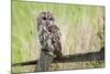 Tawny Owl (Strix Aluco), Captive, United Kingdom, Europe-Ann and Steve Toon-Mounted Photographic Print