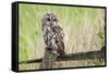 Tawny Owl (Strix Aluco), Captive, United Kingdom, Europe-Ann and Steve Toon-Framed Stretched Canvas