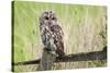 Tawny Owl (Strix Aluco), Captive, United Kingdom, Europe-Ann and Steve Toon-Stretched Canvas