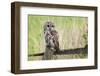 Tawny Owl (Strix Aluco), Captive, United Kingdom, Europe-Ann and Steve Toon-Framed Photographic Print