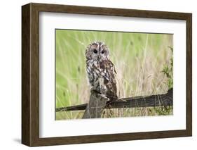 Tawny Owl (Strix Aluco), Captive, United Kingdom, Europe-Ann and Steve Toon-Framed Photographic Print