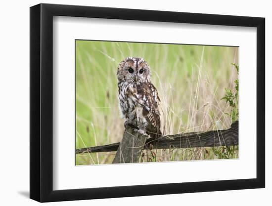 Tawny Owl (Strix Aluco), Captive, United Kingdom, Europe-Ann and Steve Toon-Framed Photographic Print