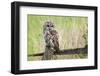 Tawny Owl (Strix Aluco), Captive, United Kingdom, Europe-Ann and Steve Toon-Framed Photographic Print