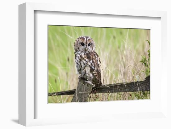 Tawny Owl (Strix Aluco), Captive, United Kingdom, Europe-Ann and Steve Toon-Framed Photographic Print