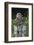 Tawny owl (Strix aluco), captive, United Kingdom, Europe-Ann and Steve Toon-Framed Photographic Print