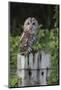 Tawny owl (Strix aluco), captive, United Kingdom, Europe-Ann and Steve Toon-Mounted Photographic Print