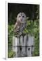 Tawny owl (Strix aluco), captive, United Kingdom, Europe-Ann and Steve Toon-Framed Photographic Print