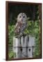 Tawny owl (Strix aluco), captive, United Kingdom, Europe-Ann and Steve Toon-Framed Photographic Print