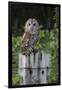 Tawny owl (Strix aluco), captive, United Kingdom, Europe-Ann and Steve Toon-Framed Photographic Print