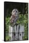 Tawny owl (Strix aluco), captive, United Kingdom, Europe-Ann and Steve Toon-Framed Stretched Canvas