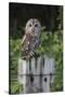 Tawny owl (Strix aluco), captive, United Kingdom, Europe-Ann and Steve Toon-Stretched Canvas