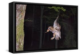 Tawny Owl (Strix Aluco) Flying with Dormouse Prey (Muscardinus Avellanairus) to Nest, Sussex-Dale Sutton-Framed Stretched Canvas